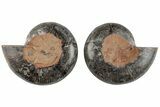 3.1" Cut/Polished Ammonite (Phylloceras?) Pair - Unusual Black Color - #166023-1